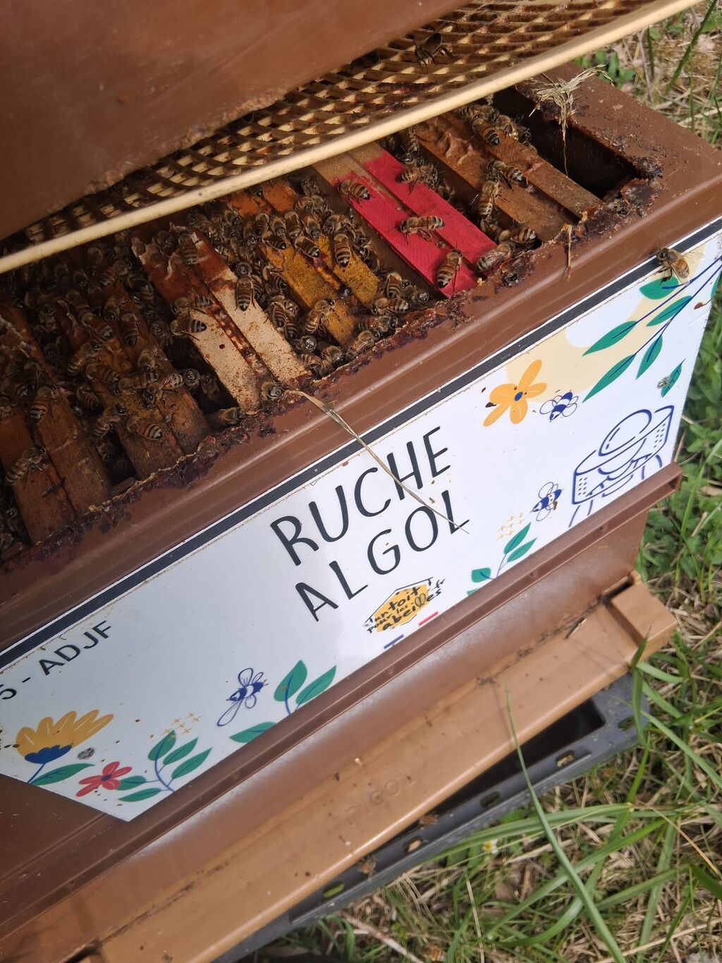 La ruche Algol