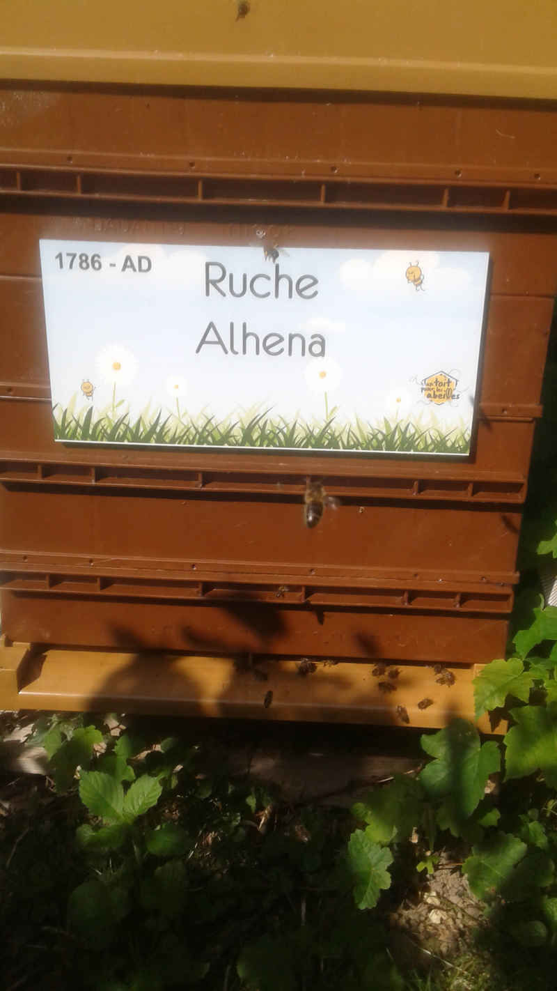 La ruche 