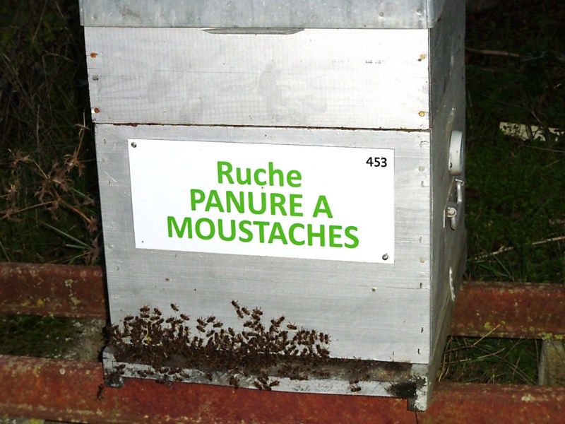 La ruche