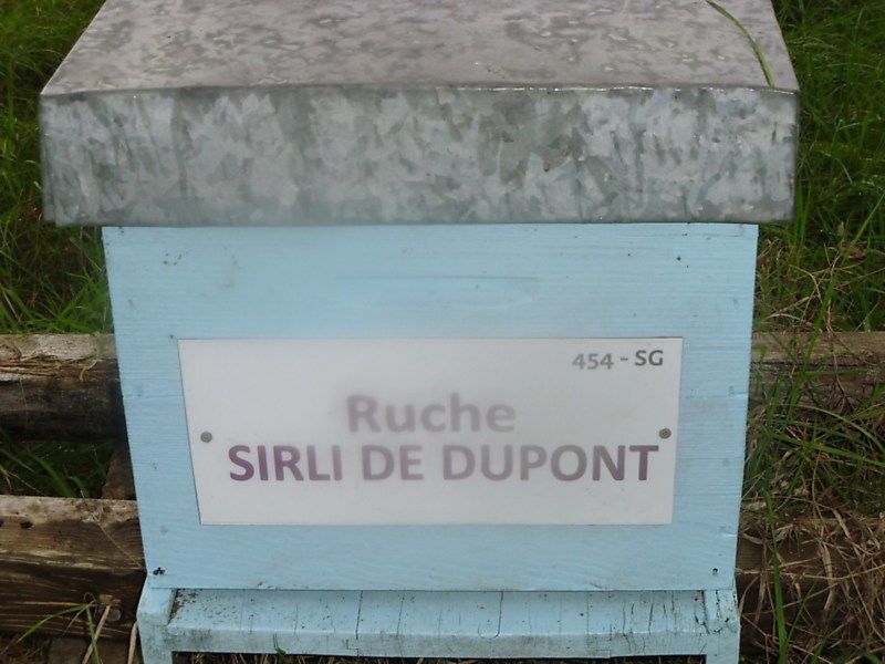 La ruche