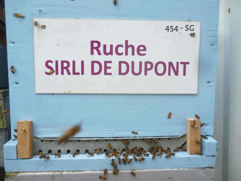 La ruche Sirli de dupont