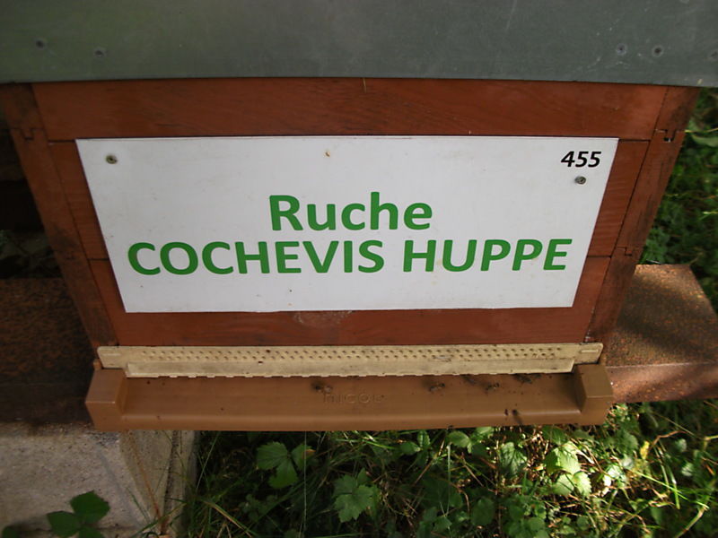 La ruche 