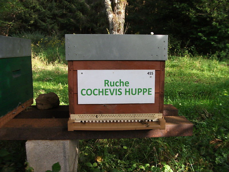 La ruche Cochevis huppé