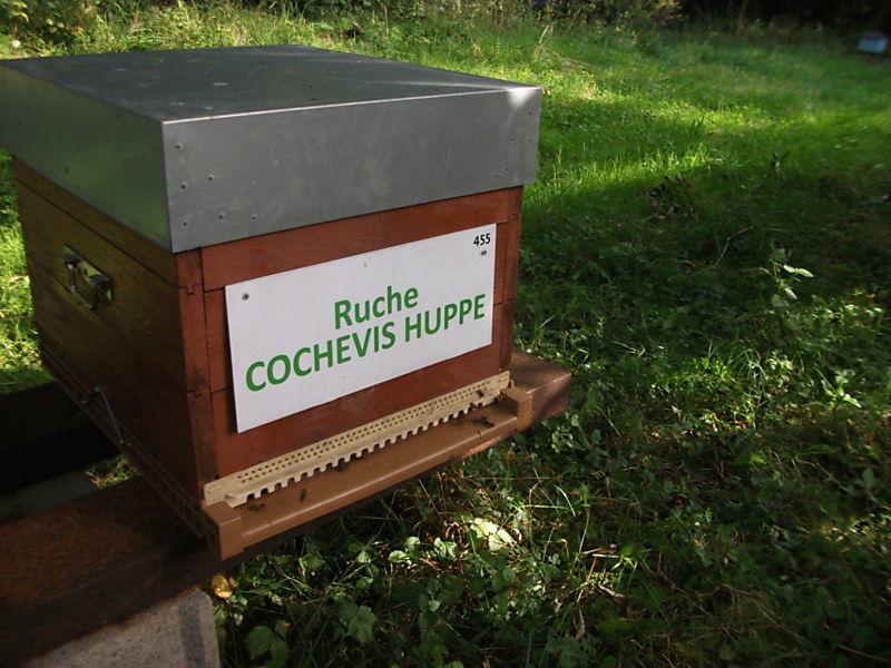 La ruche Cochevis huppé