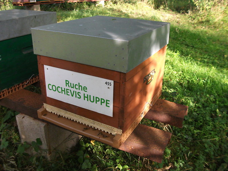 La ruche Cochevis huppé