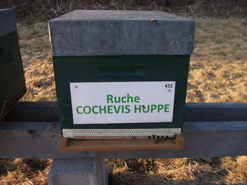 La ruche Cochevis huppé
