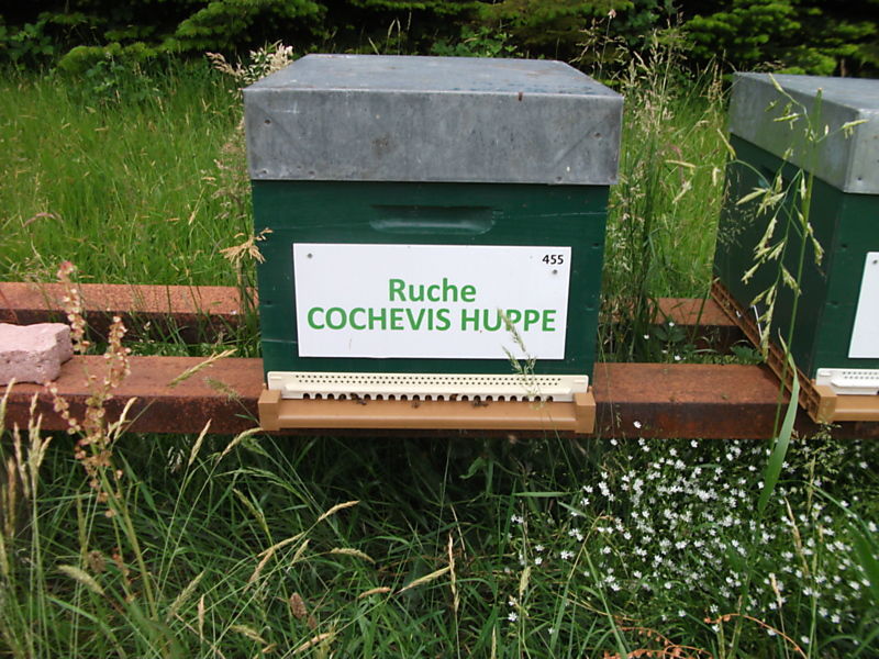 La ruche Cochevis huppé