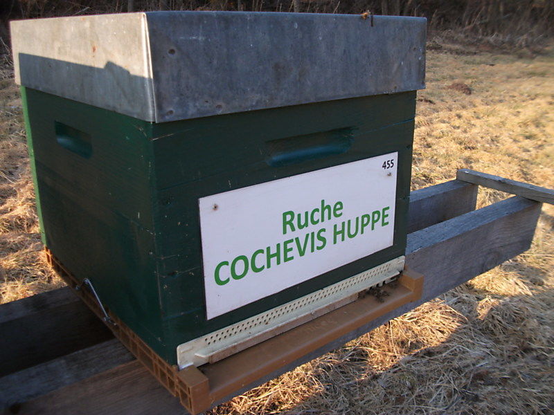 La ruche Cochevis huppé