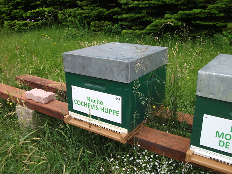 La ruche Cochevis huppé