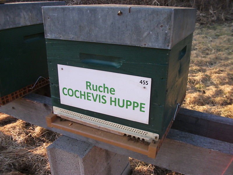 La ruche Cochevis huppé