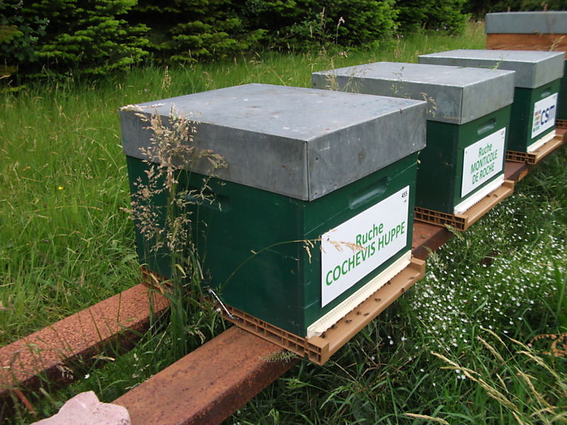 La ruche Cochevis huppé
