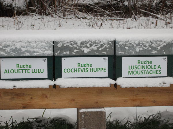 La ruche Cochevis huppé