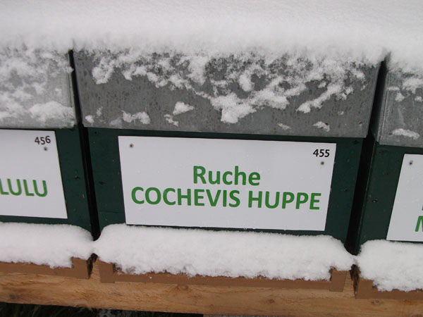 La ruche Cochevis huppé