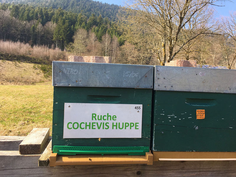 La ruche Cochevis huppé