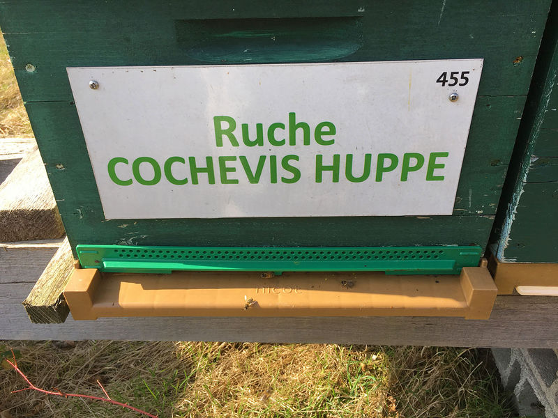 La ruche Cochevis huppé