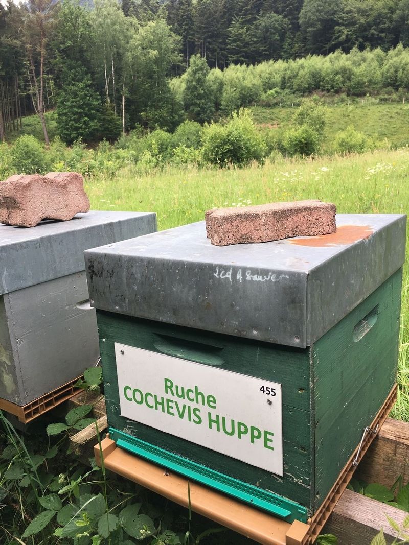 La ruche Cochevis huppé