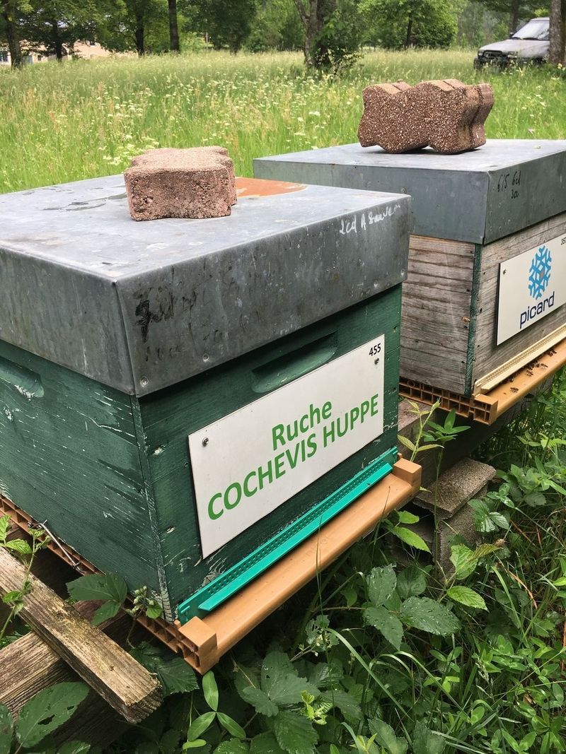 La ruche Cochevis huppé