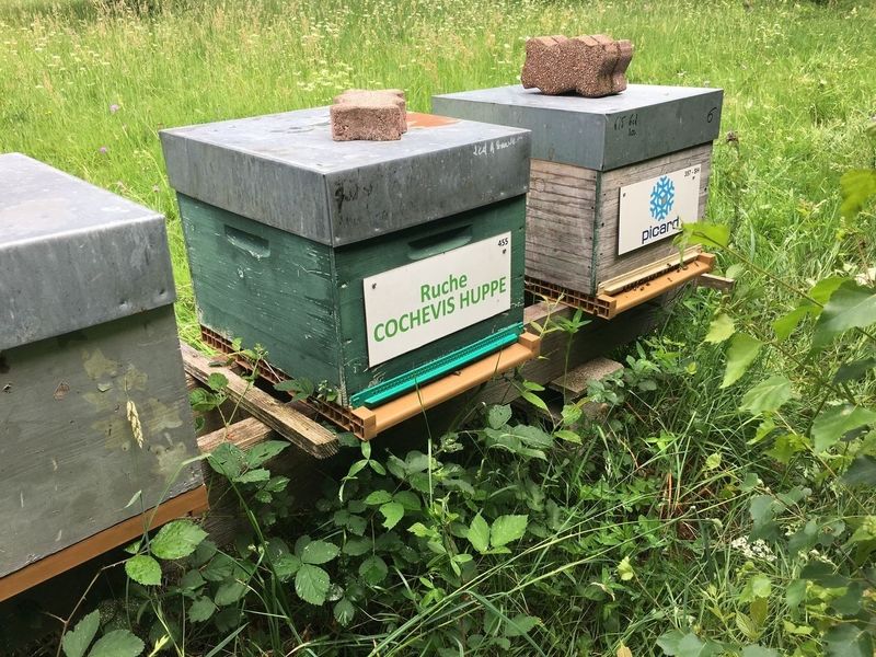La ruche Cochevis huppé