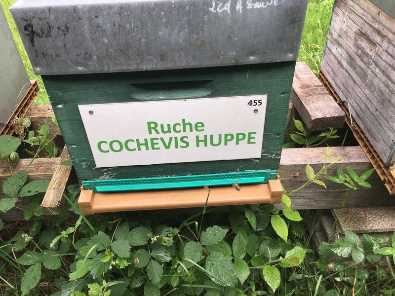 La ruche Cochevis huppé