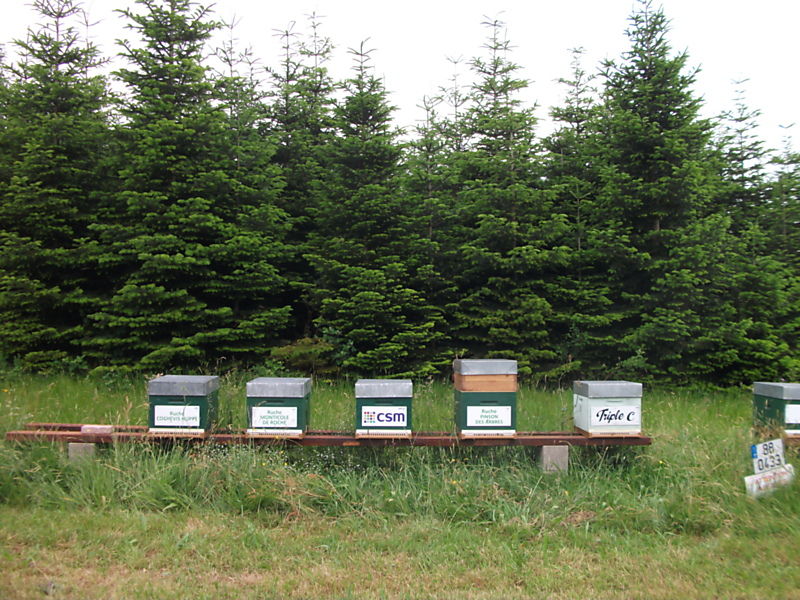 La ruche Cochevis huppé