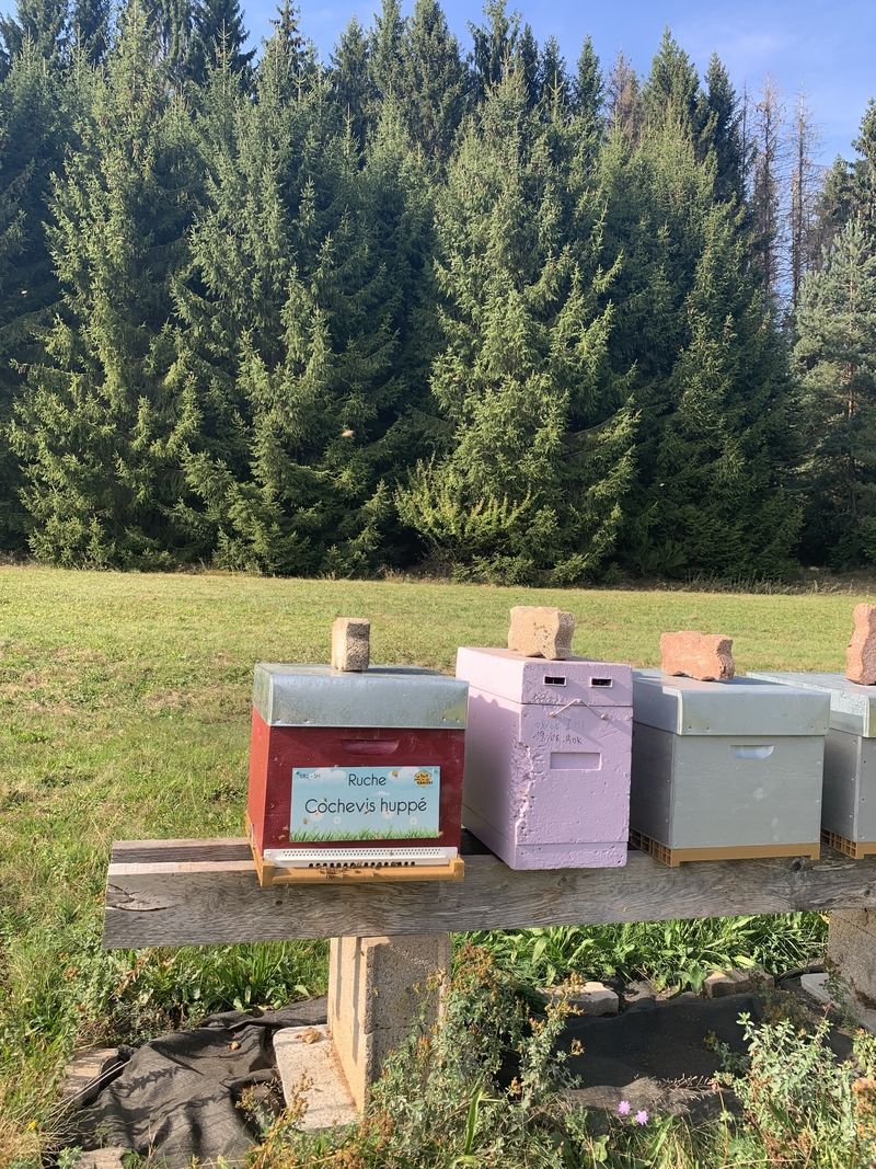 La ruche Cochevis huppé