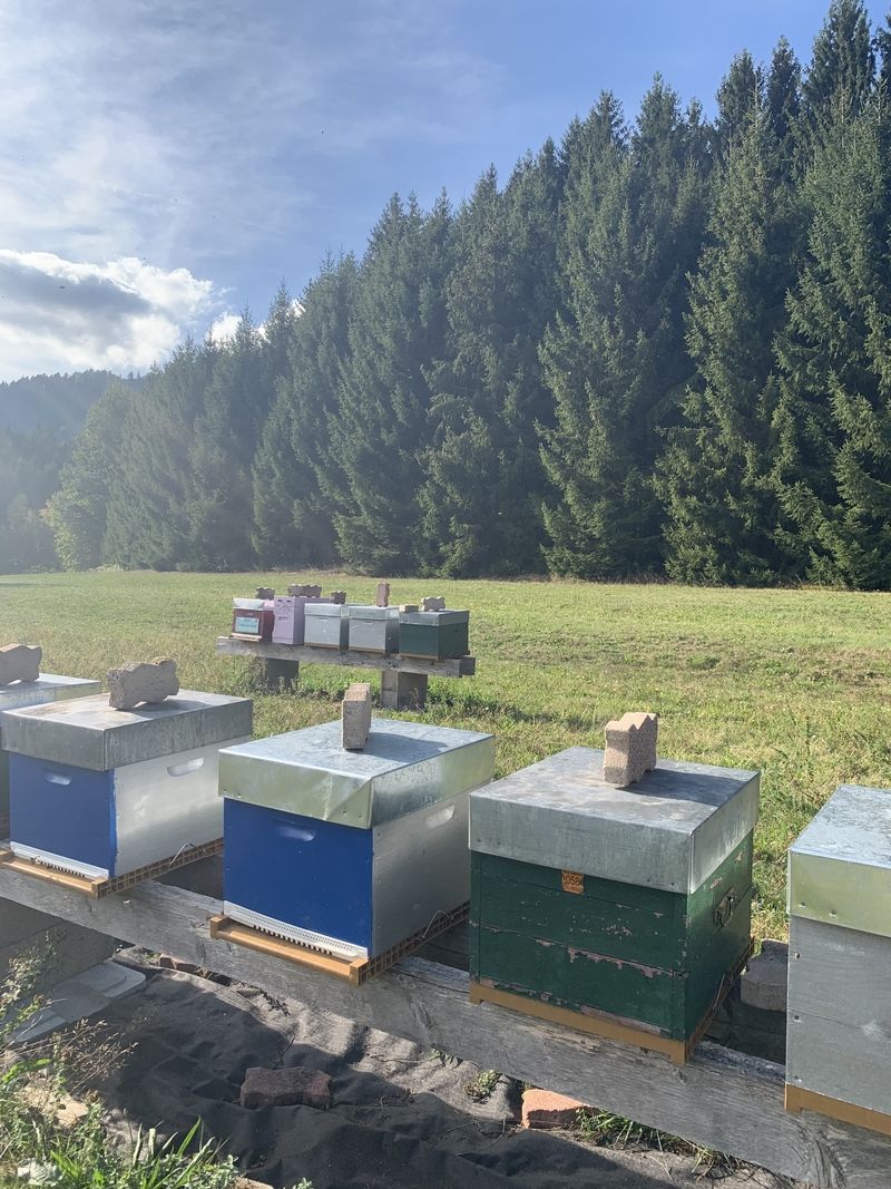 La ruche Cochevis huppé