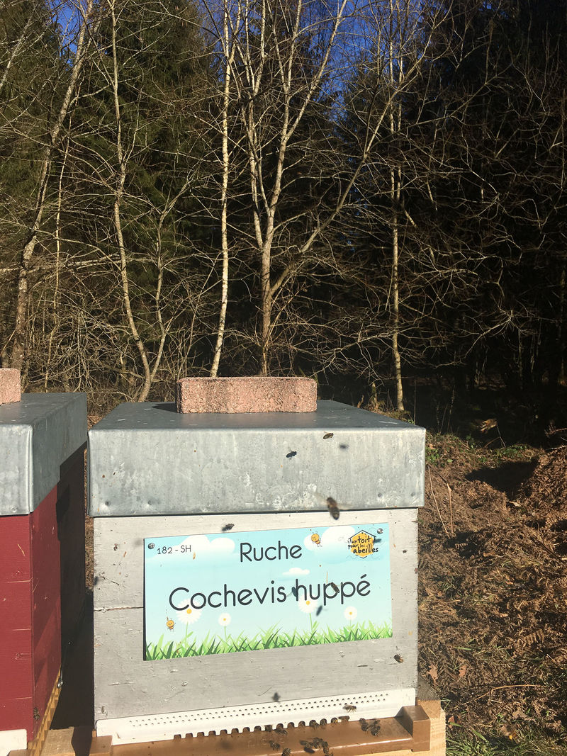 La ruche Cochevis huppé
