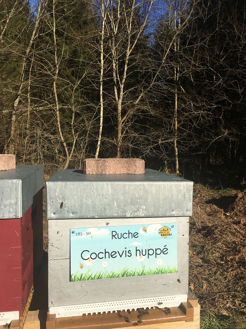 La ruche Cochevis huppé