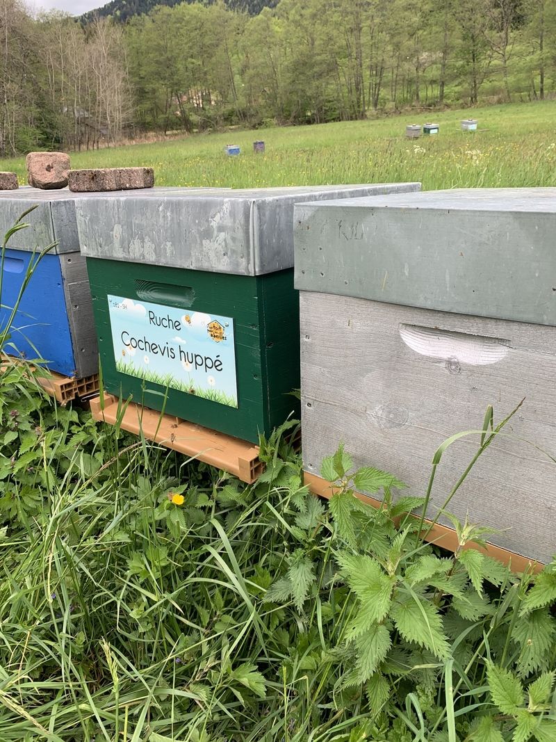La ruche Cochevis huppé