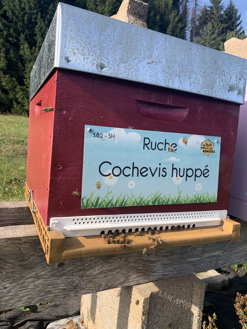 La ruche Cochevis huppé