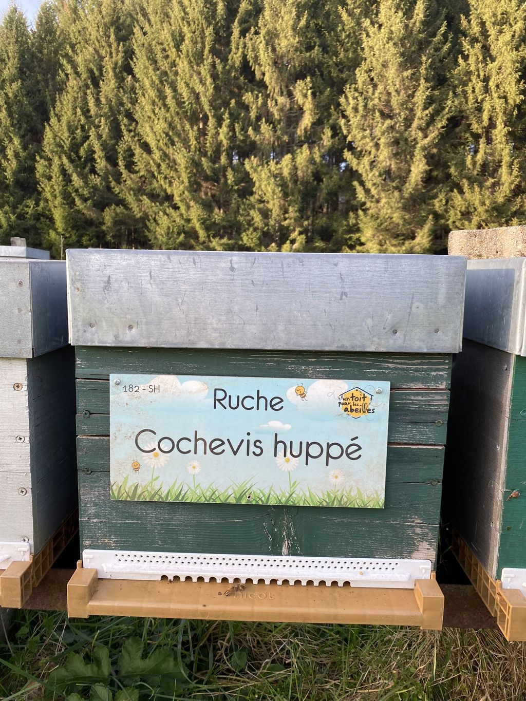 La ruche Cochevis huppé