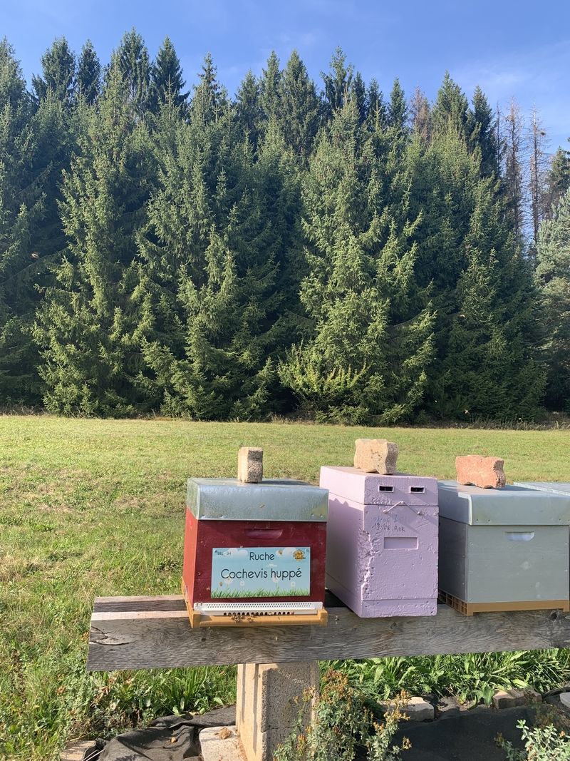 La ruche Cochevis huppé