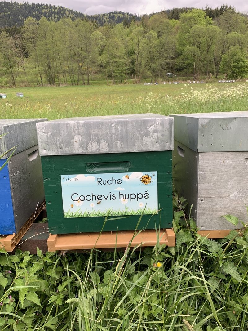 La ruche Cochevis huppé