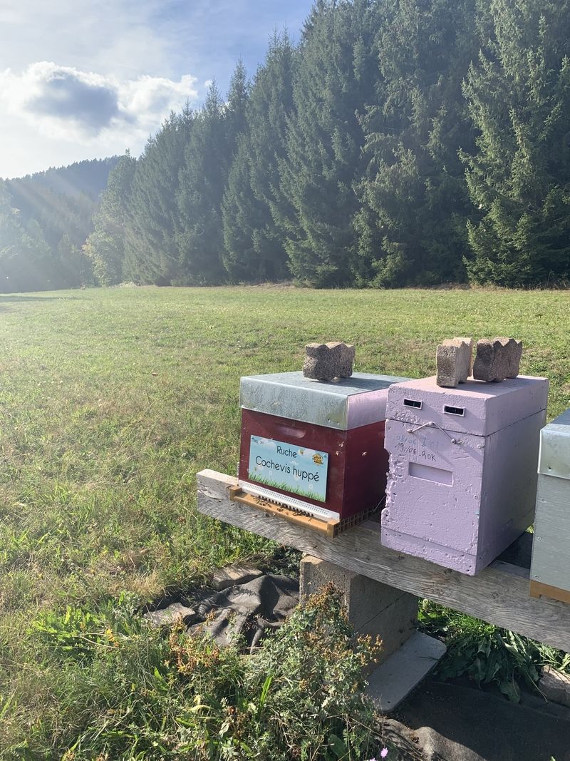 La ruche Cochevis huppé