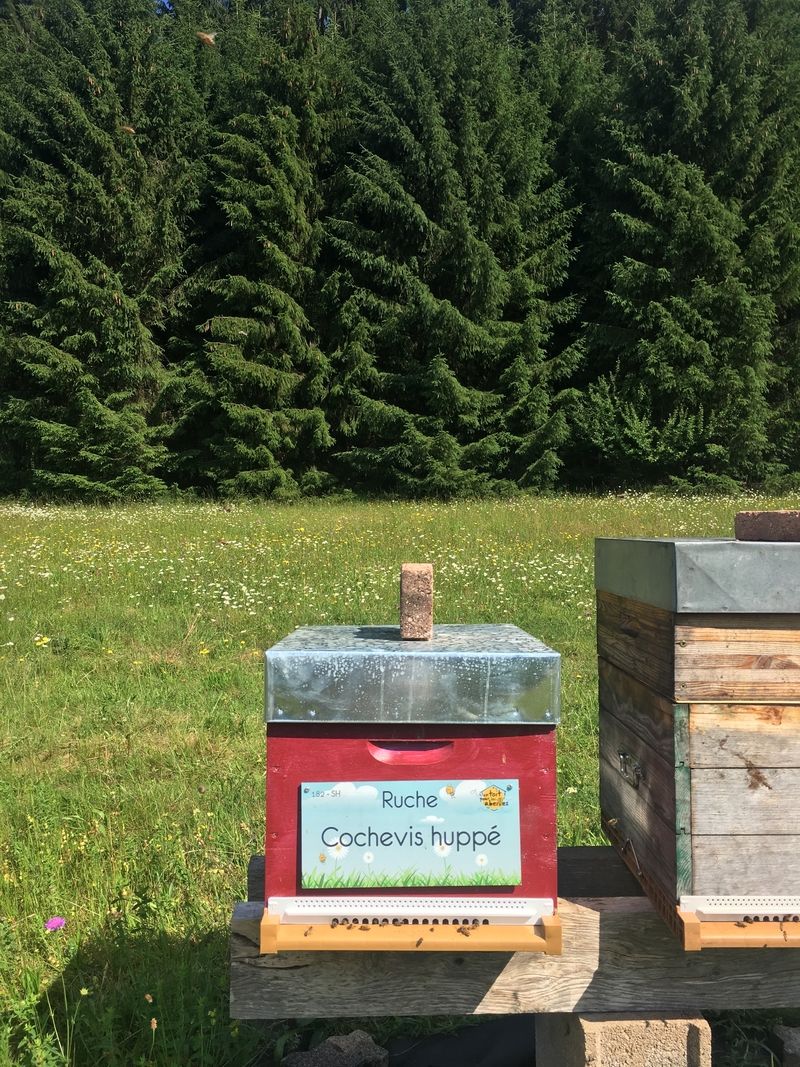 La ruche Cochevis huppé