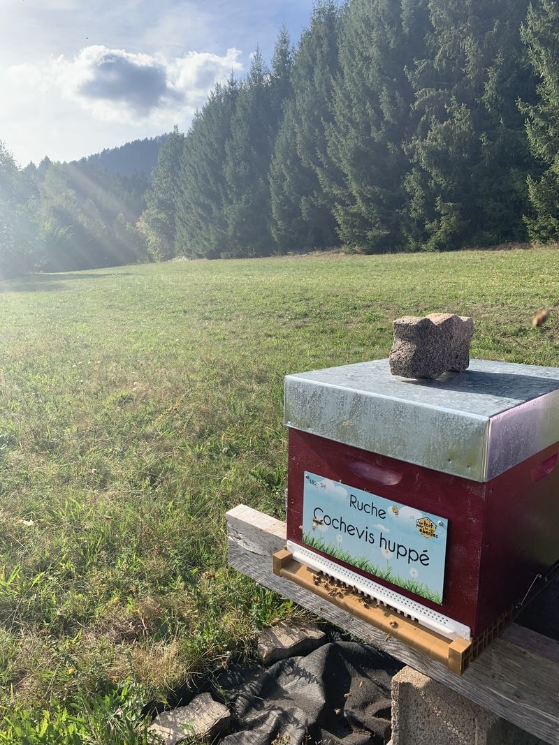 La ruche Cochevis huppé