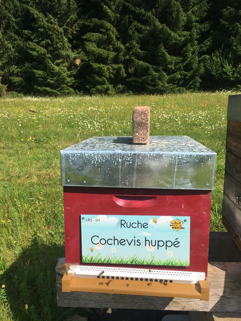 La ruche Cochevis huppé