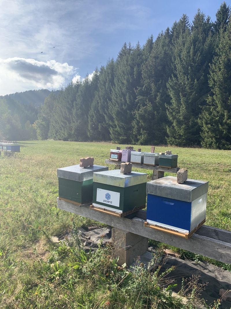 La ruche Cochevis huppé