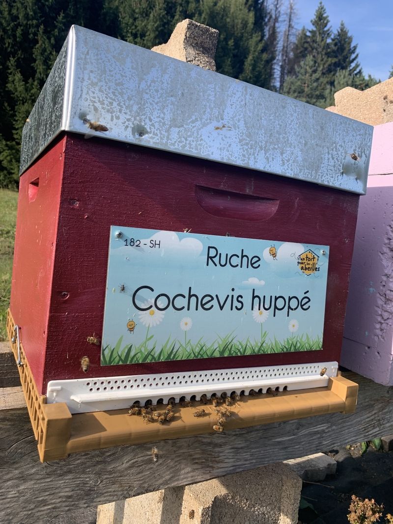La ruche Cochevis huppé
