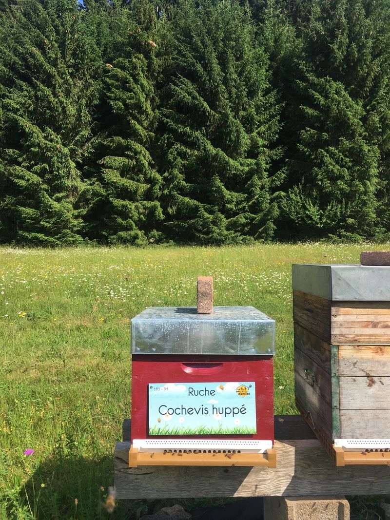 La ruche Cochevis huppé