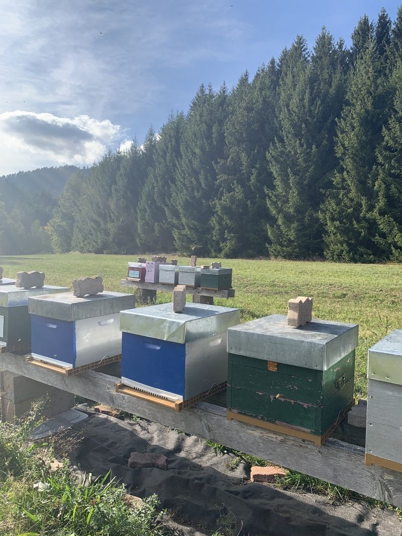 La ruche Cochevis huppé