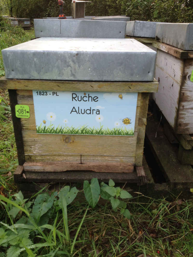 La ruche Aludra