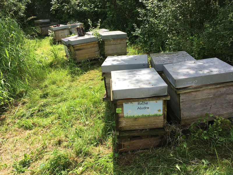 La ruche Aludra