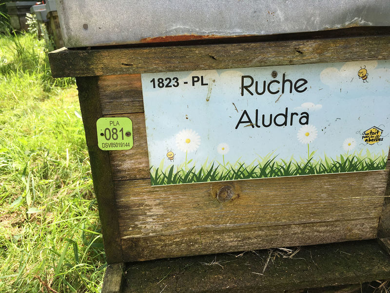 La ruche Aludra