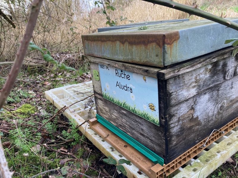 La ruche Aludra