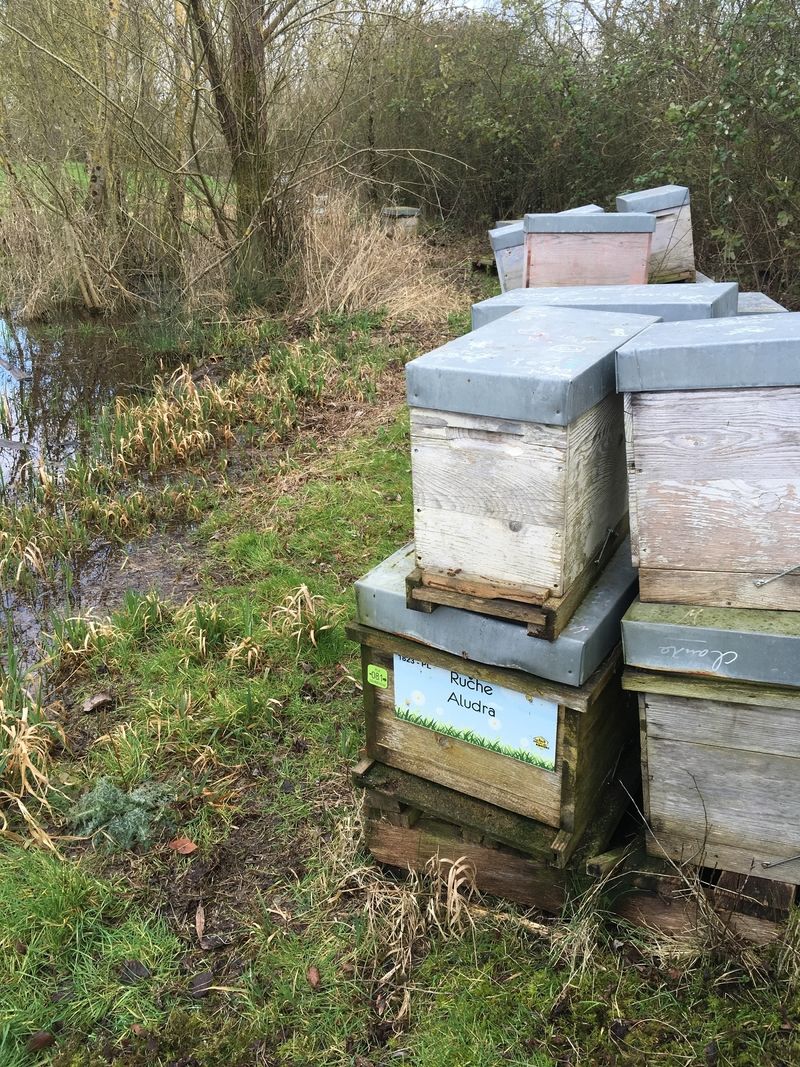 La ruche Aludra