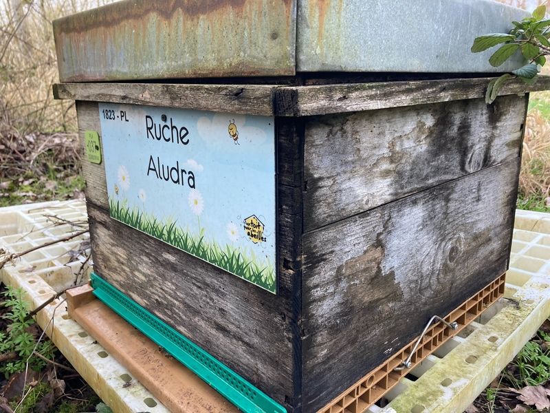 La ruche Aludra
