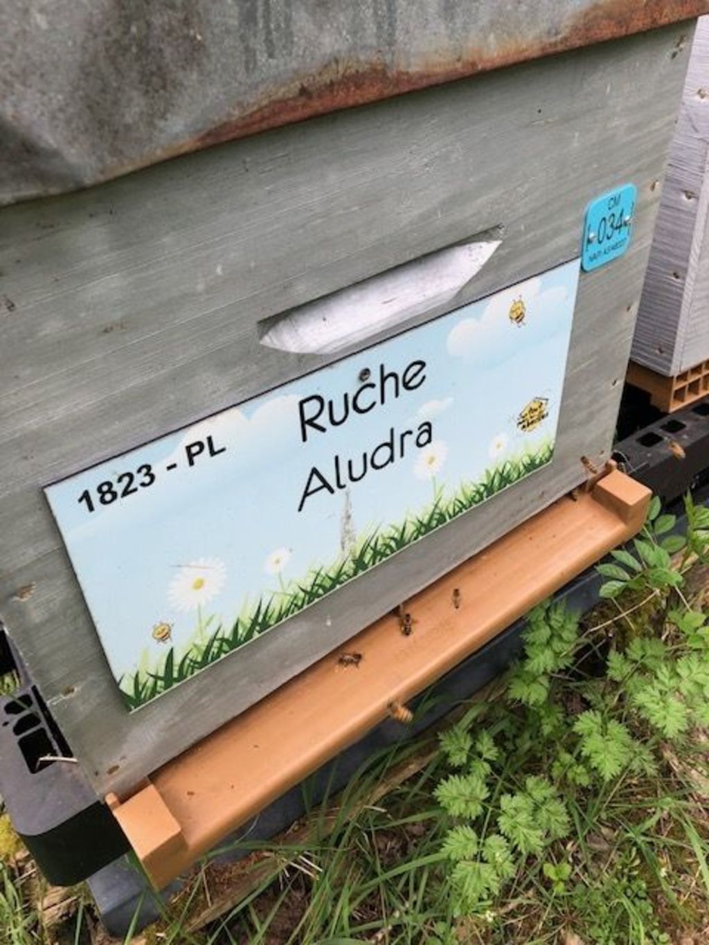 La ruche Aludra