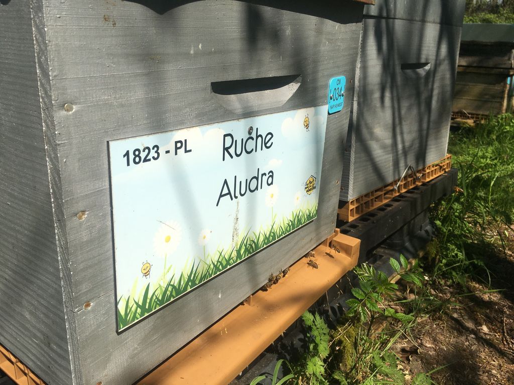 La ruche Aludra