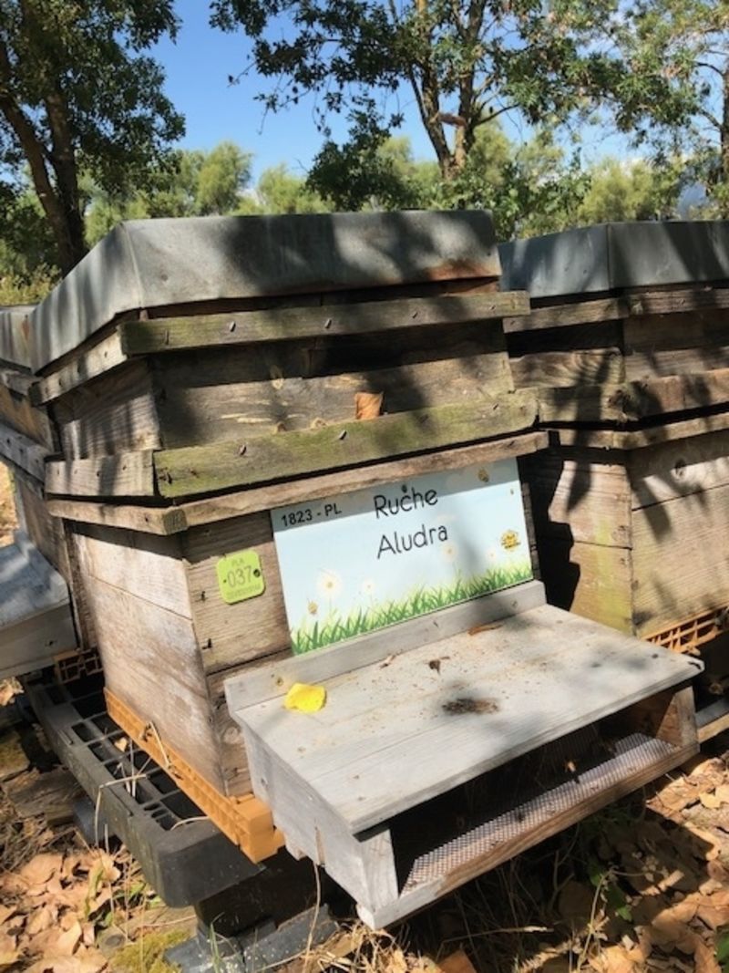 La ruche Aludra